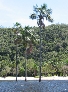 Palmen von Canaima.jpg